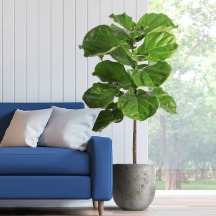 green houseplant by couch