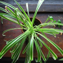 Spider plant